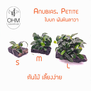 Anubias "Petite" อนูเบียสพริ้ตตี้ ต้นไม้น้ำ พันหินลาวา