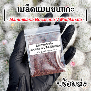 เมล็ดแมมขนแกะ เมล็ดขนแกะ Mammillaria Bocasana V Multilanata เมล็ดแคคตัส