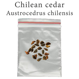 เมล็ดสน สนแผงชิลี ซีดาร์ชิลี CHILEAN CEDAR - Austrocedrus chilensis  ร้านคนไทย บอนไซ