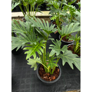 #ต้นฟิโลเดนดรอน #ซานาดู  Philodendron Xanadu  ฟอร์มสวย ใบใหญ่ แข็งแรง  สูง 60 cm. / กระถางดำ 5-6นิ้ว