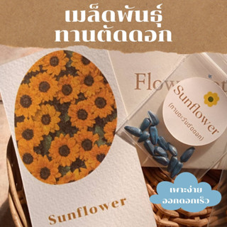 เมล็ดพันธุ์ทานตะวันตัดดอก 15 เมล็ด morning sunday sunflower seed ปลูกผักสวน เมล็ดพันธุ์แท้ ดีคุณภาพ ราคาถูก