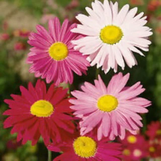 9 บาท เมล็ดพันธุ์ ดอกไพริทรัม ดอกไม้ไล่แมลง สุดคุ้มคละสีสวยๆ