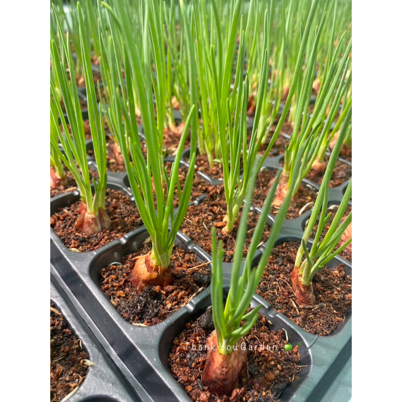 ต้นหอม 10ต้น=50บาท ต้นกล้าหอมแบ่ง ปลูกครั้งเดียวตัดทานได้ทั้งปี 10 Green Onion 🌱baby Plant #ผักสวนครัว #สมุนไพร #herb