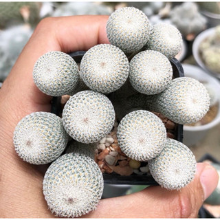 🌸🌸🌸Rare Item🌈😘 🥰🥰🌵❤️ 月世界綴化  Epithelantha Cristata อิพิคริส 🇯🇵🇯🇵