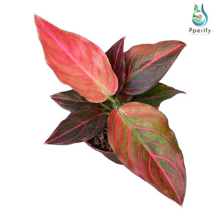 ขันหมากราชาแดง (Aglaonema red vein) กระถาง 4 นิ้ว 5-6 ใบ