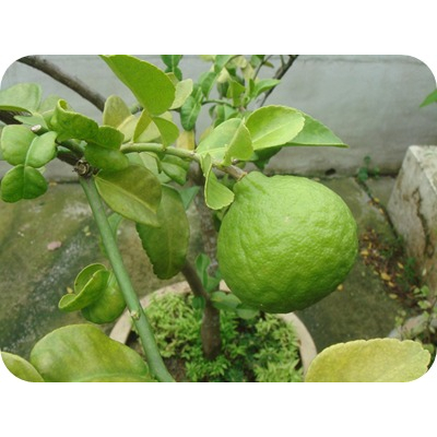 ต้นมะกรูด ต้นเสียบยอด🍐เปลือกหอม น้ำเยอะ ปลูกง่าย🌲ความสูงต้นประมาณ 45-50 ซม.🌴🌴 - รูปที่ 3