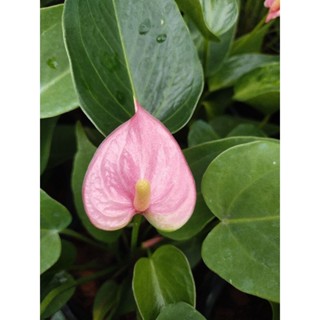 หน้าวัวแคระดอกชมพู Anthurium Flamingo Flower