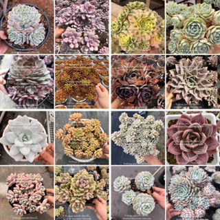 กุหลาบหินไม้อวบน้ำต้นใหญ่ ของเข้า14/8/2023echeveria succulent cactus haworthia lithop