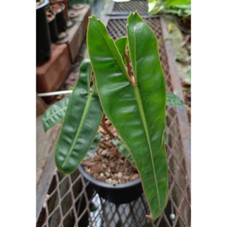 ฟิโลก้านส้ม (ลุ้นด่าง)(Philodendron bilitea variegated) 