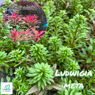 Ludwigia meta ลัดวิเจียเมต้า ไม้ข้อสีแดง