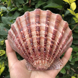 หอยเชลล์นางพญายักษ์ Giant queen scallop shell 12-16cm