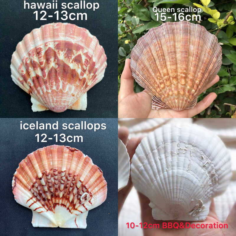 หอยเชลล์ที่ใหญ่ที่สุด decorative& collectible scallop shell 10-17cm For BBQ, sashimi and sushi plates