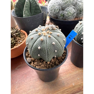 แอสโตรไฟตั้ม (Astrophytum)เว้าสวย