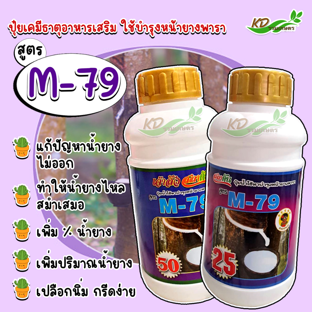 ยาทาหน้ายาง M-79 #50 เร่งน้ำยาง    ตราเงาะป่าห้าดาว ขนาด 500 ซีซี น้ำยางไหลสม่ำเสมอ