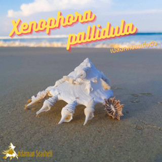 Andaman seashell เปลือกหอย หอยแต่งตัว (Xenophora pallidula)