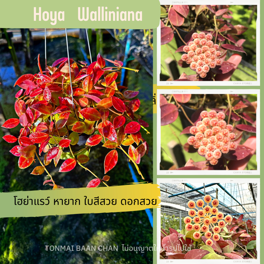 Hoya walliniana & hoya sipitangensis  ต้นไม้แขวนประดับ ใบสวยดอกสวย ดอกสีครีม  มีกลิ่นหอมเย็น แถมลวดแขวนฟรี