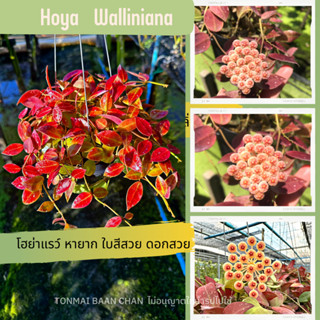 Hoya walliniana &amp; hoya sipitangensis  ต้นไม้แขวนประดับ ใบสวยดอกสวย ดอกสีครีม  มีกลิ่นหอมเย็น แถมลวดแขวนฟรี