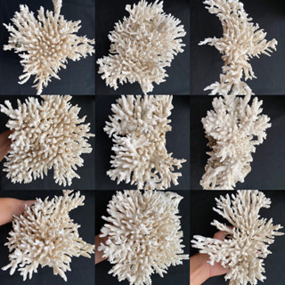 ปะการังขาวธรรมชาติ natural real white coral การตกแต่งที่สวยงาม