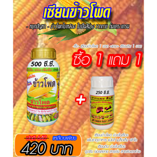 [พร้อมส่ง] เซียนข้าวโพด ขนาด 500ซีซี. แถมเซียนดิน 1ขวด ยาฉีดข้าวโพด ฮอร์โมนข้าวโพด ปุ๋ยทางใบ สาหร่าย อะมิโน เร่งฝัก