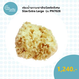 ฟองน้ำธรรมชาติชนิดคัดพิเศษ Size Extra Large รุ่น PN7028