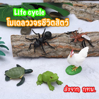 12 แบบ ส่งจากกรุงเทพฯ โมเดลวงจรชีวิตสัตว์ Animal Life Cycle Sensory play by Lookmaebaby