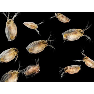 #ไรแดงเทศ(daphnia magna)#ไรแดง