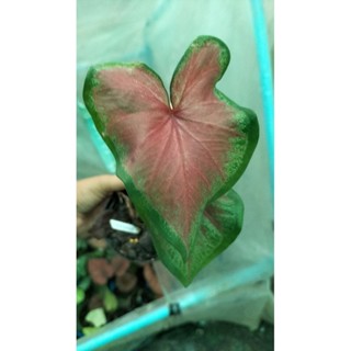 บอนสีหัวใจทศกัณฐ์caladium