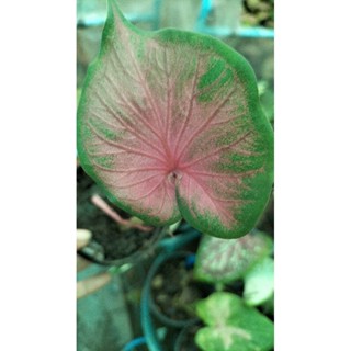 บอนสีสอพินยาcaladium