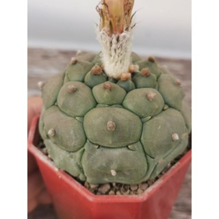 แอ​สโตร​ไ​ฟตั้​ม​ กิ๊กโ​กะ ​เต่า #แคสตัส castus​ astrophytum แอสโตร แอสโตร​ไ​ฟตั้​ม แอสโตรไฟตัม กระบองเพชร แอสโตรวี