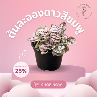 ต้นละอองดาวสีชมพู(Hypoestes)