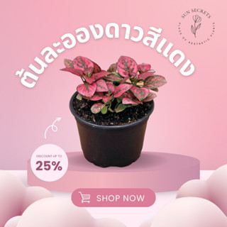 ต้นละอองดาวสีแดง(Hypoestes)