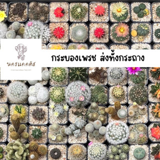 (ร้านเลือกให้)กระบองเพรชและไม้อวบน้ำ พร้อมส่ง ทั้งกระถาง