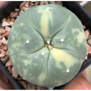 💕💖 ต้าวอ้วนลายด่างสวยละมุนมากก🧚🏻‍♀️ 🐷🐽🐷เจ้าเปาด่าง Lophophora Diffusa koike variegata หน้าอ้วน🐽