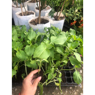 ต้นกล้าทานตะวัน พร้อมปลูก 10 บาท ซื้อ 10แถม 2