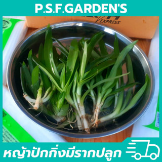 หญ้าปักกิ่ง 500 กรัม 89 บาท สมุนไพรสรรพคุณ (แบบมีรากปลูก)