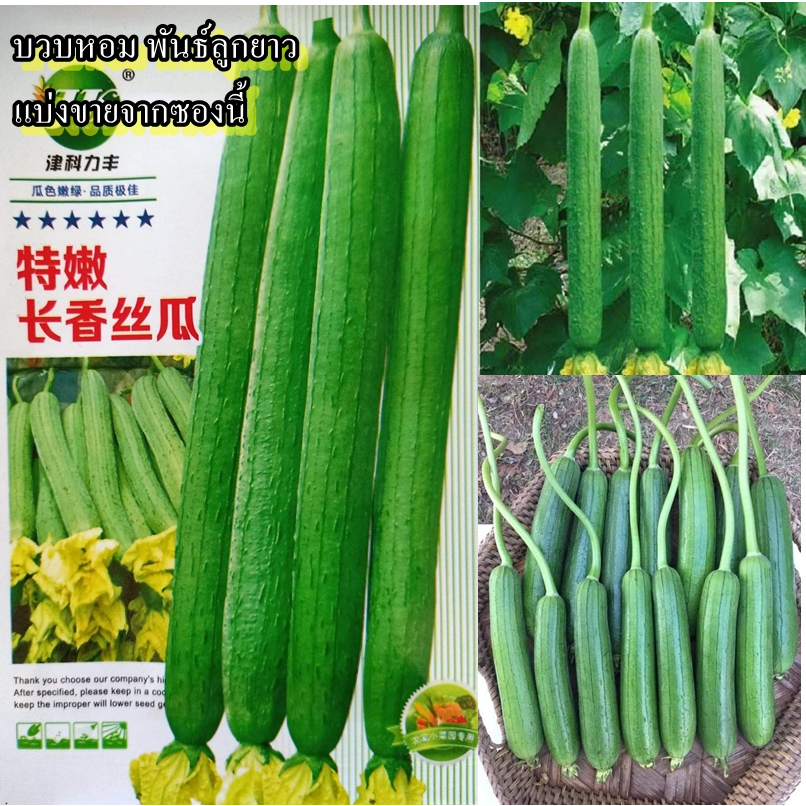 15 เมล็ด เมล็ดบวบหอม พันธุ์ลูกยาว (ผลยาวประมาณ 20-25 ซม. กินได้ รสชาติหวานหอมอร่อยเหมือนบวบหอมทั่วไป ปลูกง่าย โตไว)