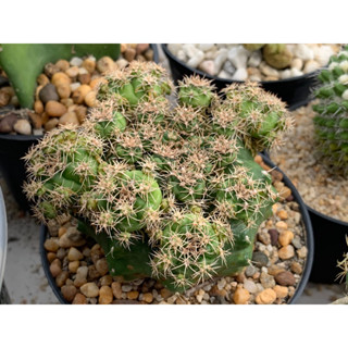 ยิมโนลูกดก gymnocalycium damsii ในกระถาง 4 นิ้ว