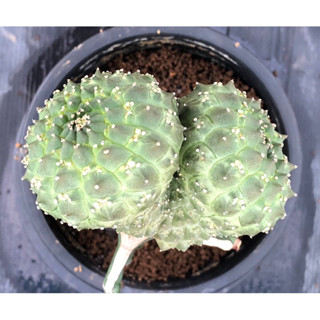 ยูโฟเบีย ยิมโน Euphorbia gymnocalycioides ไม้กราฟ จำนวน 1 ต้น