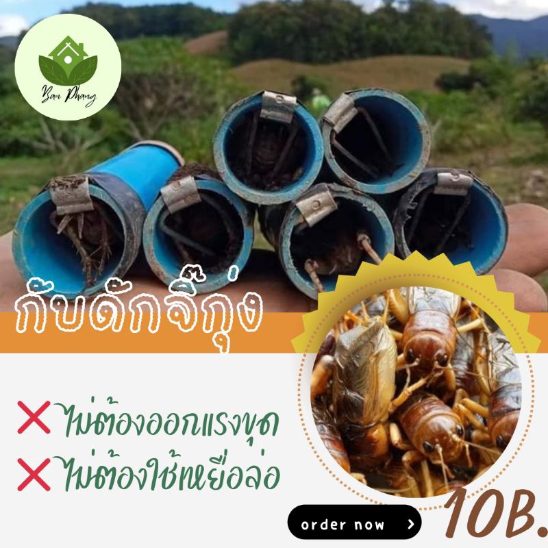 กับดักจิ๊กุ่ง #ที่ดักจิ้งหรีด #กับดัก ไม่ต้องกรอกน้ำ ไม่ต้องขุด #กับดัก (อันละ 10 บาท)
