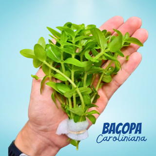 บาโคป้า - Bacopa Caroliniana ต้นไม้น้ำ