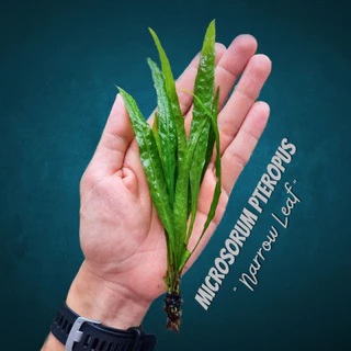 รากดำ ใบแหลม เลือกได้ 3 ขนาด จำนวน 1 มัด- MICROSORUM NARROW LEAF ต้นไม้น้ำ เฟิร์นน้ำ