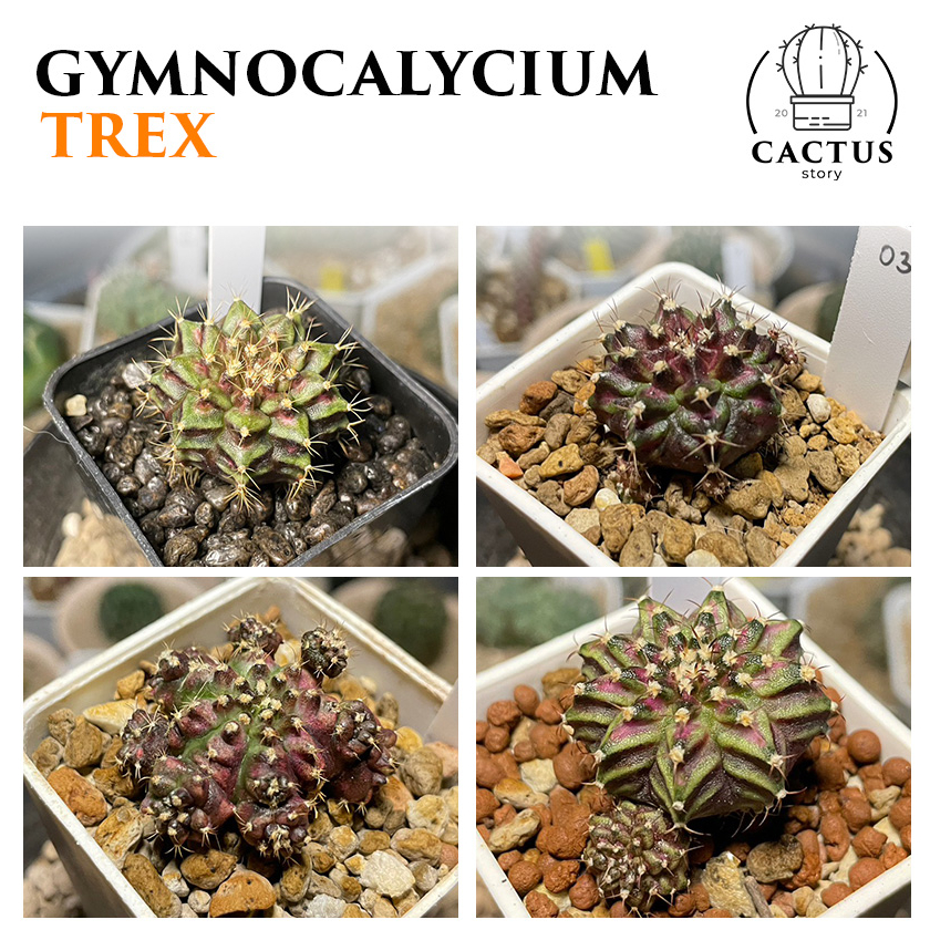 Gymnocalycium Trex ไม้เมล็ด (อัพเดท 16/11/24)