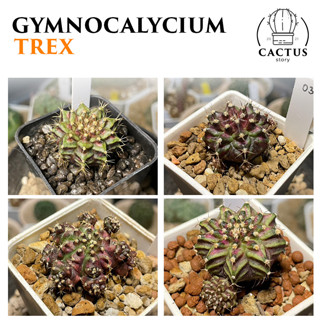 🌵Gymnocalycium Trex🌵 ไม้เมล็ด (อัพเดท 03/09/23)