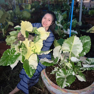 บอนหูช้างด่างขาว Alocasia Gageana Albo Variegated ต้นไม้