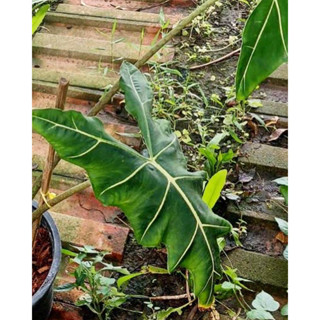 อโลคาเซีย ซาเรียน (หรือ อโลคาเซีย หูช้าง) Alocasia Sarian aka. Elephants Ear