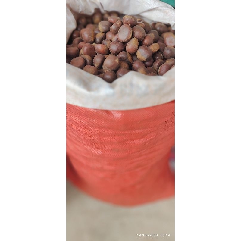 🔥👍🏼🌰1.kg.รวมกล่อง/เกาลัด🌰👍🏼🔥คั่วสด 🔥🌲มีทั้ง สุก/ดิบ🌲🔥 ไม่ผ่านการต้ม🌲นึ่งมาก่อน🔥 รูปที่ 2