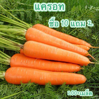 แครอท📌ถูกที่สุด 4 บ.📌 เมล็ดพันธุ์ Carrot 50 เมล็ด🥕ปลูกง่าย🌱ขึ้นไว ทานสด🥕หวาน🍭กรอบ🥕อร่อย