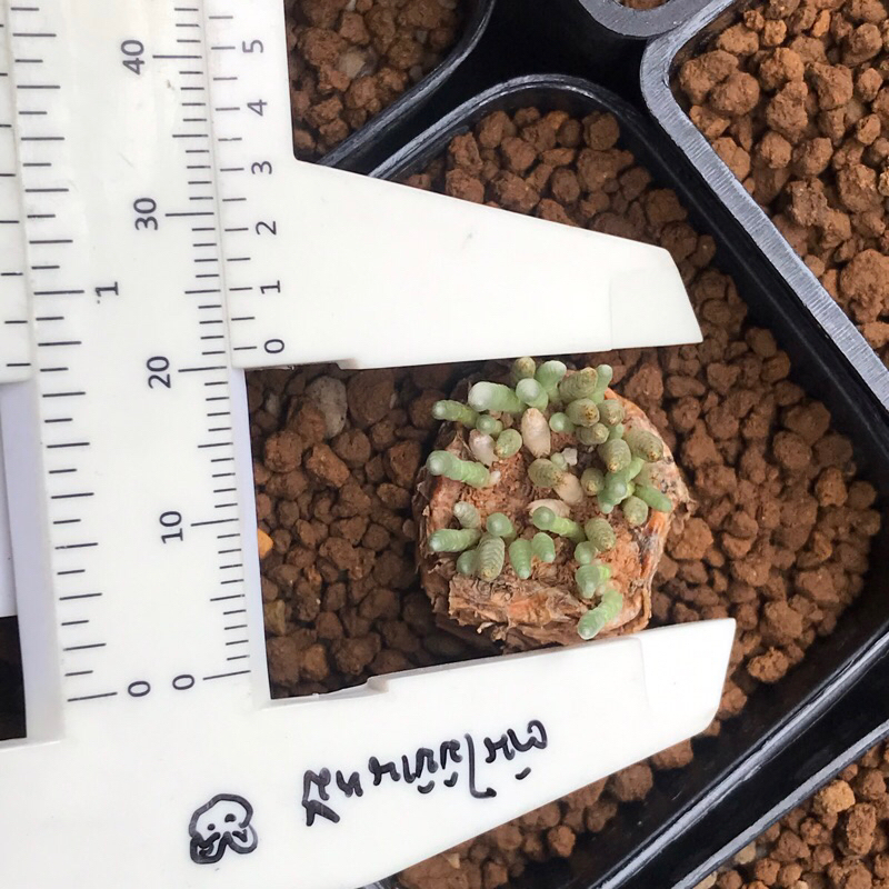 🌱Avonia quinaria / Avonia quinaria subs. alstonii ไซต์ 1.5-2.0 cm 🌸 ลุ้นสีดอกชมพชมพู/ขาว 🌸ไม้ป่านำเข้า พักในไทยแล้ว