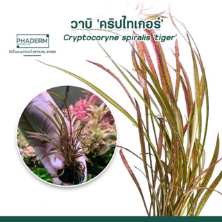 วาบิ คริปไทเกอร์ (Cryptocoryne spiralis Tiger) ต้นไม้น้ำ คริปสไปโตคอริน สไปราลิส ไทเกอร์ พร้อมส่ง เลี้ยงง่าย