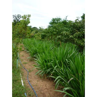 ท่อนพันธุ์หญ้าหวานอิสราเอล 55 ท่อน บ้านสวนพร้อมพงศ์